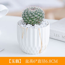 涞思芊*轻奢芊阙多肉植物批发仙人掌盆栽仙人球室内可爱小肉肉迷你防辐射绿植新品 玉翁+陶瓷盆