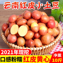 大地果缘【产地直发】 云南红皮黄心农家自种小土豆10斤高山马铃薯新鲜蔬菜洋芋批发 1500g