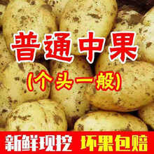 【超低价】新鲜黄心土豆批发大马铃薯小土豆现挖现发蔬菜2/5/10斤 10斤中果