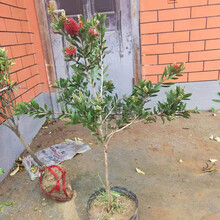 庭院阳台花卉植物盆栽 红千层垂枝瓶刷子花园花卉 一厘米主干 不含盆