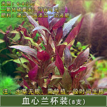 [店铺推荐]鱼缸造景懒人水草活体淡水植物水族箱中后景有茎水草绿菊套餐 血心兰3杯