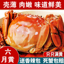 【活蟹】大闸蟹鲜活冷链现货六月黄公母螃蟹礼盒  罗菲迪新 六月黄(1.5-2.0两)20只