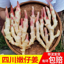 四川嫩姜仔姜新鲜子姜鲜姜醋泡姜红芽姜当季蔬菜农家自种时令生鲜 新鲜嫩姜1斤装