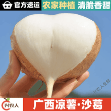 广西凉薯沙葛 孕妇果蔬 地萝卜 蔬菜 白地瓜  产地直发 大果(半斤以下) 9斤净重【泡沫箱包装】