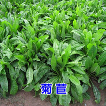 碧鼎 牧草种子菊苣夏季易种南方北方鸡鹅兔猪吃饲料草家禽喂养多年生四季草种子草籽 （包衣）菊苣种子 500粒装