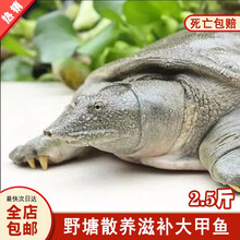 2.5-3斤 外塘大甲鱼活鲜 野外水库大王八 滋补野生大甲鱼水鱼团鱼中华老鳖 优质养生滋补品 3.5斤老鳖一只足斤