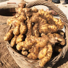 生姜新鲜大黄姜老姜生姜月子姜生姜2/5/8斤 【姜块】小姜块8斤装