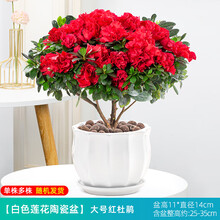 【顺丰发货】杜鹃花盆栽花卉植物室内花苗大棵带花苞四季开花好养易活老桩绿植 大号红色杜鹃花[白莲花陶瓷盆]带花苞发货+送肥料 带盆栽好