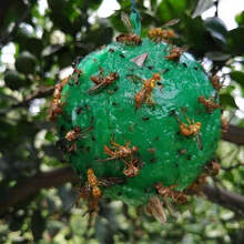 诱蝇球柑橘大实蝇果树粘虫球果园瓜果实蝇粘蝇球粘果蝇针蜂诱捕器 绿色7.5柑橘大实蝇/果蝇/针锋专用 10个实验装【送5张粘蝇纸】