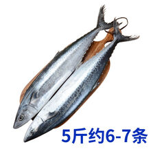 顺丰速运 大鲅鱼马鲛鱼新鲜冷冻海鱼鲅鱼海鲜水产 装整条鲅鱼5斤(约6-7条)