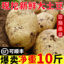 2021新大土豆新鲜10斤临洮洋芋马铃薯农家现挖蔬菜黄皮白芯 2500g