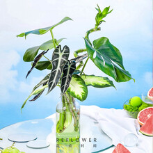 花点时间 水培绿植组合 含渐变花瓶 热带雨林4植1瓶