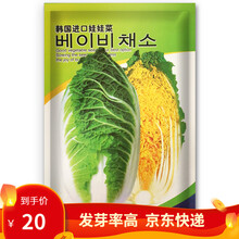 凤鸣雅世 玲珑黄娃娃菜种子黄心黄叶白菜四季播高山娃娃菜种籽蔬菜阳台特色耐寒春季盆栽春播蔬菜种子菜种籽 蔬菜种籽 夏贝贝娃娃菜种子10克