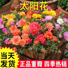 太阳花种子七彩重瓣混色四季开花种孑春季室内外阳台盆栽花种籽子农民老史 太阳花种子50g