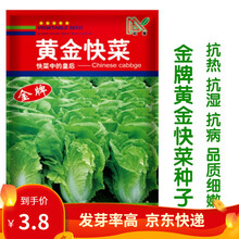 凤鸣雅世 快菜种子小白菜籽四季小白菜种籽苗春秋冬季青蔬菜菜种籽大全种孑四季快菜种籽阳台盆栽蔬菜种子 金牌黄金快菜种子 10克约2000粒