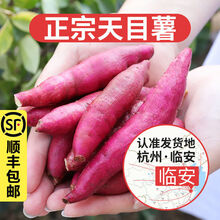 5斤新鲜正宗天目山小香薯金手指薯黄心番薯临安沙地现挖板栗红薯 3斤正宗天目薯【精选中果】