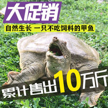 鲜美惊 大甲鱼活体黄沙鳖生态王八水产中华鳖鳖苗鲜活团鱼特产 2斤青黄背老鳖【公甲鱼】
