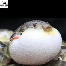 汽泡鱼水族观赏鱼弓斑河豚热带淡化海水潜水艇可爱宠物鱼活体 弓斑4-6cm【两条】