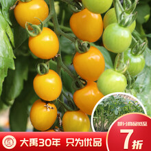 大禹 番茄苗大全盆栽各种树苗大小西红柿苗矮生高产黄色番茄苗圣女果苗千禧水果秧苗秋季蔬菜苗 【金玲珑】黄千禧番茄苗 6棵