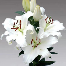 惜林园 百合花盆栽 香水百合种球带芽发货四季开花好养活室内室外绿植种子 白色8个种球