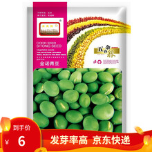 凤鸣雅世 蚕豆种子 精选早熟金诺青豆种子高油产量高营养价值地栽蔬菜种孑四季播蚕豆种籽大蚕豆种子罗汉豆 金诺青豆种子40克