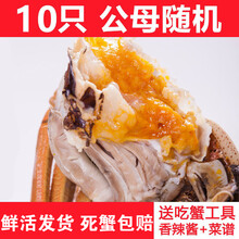 【活鲜】全母大闸蟹鲜活螃蟹活体特大现货礼盒装 塞红康尔 (公母2.8-2.3两)10只