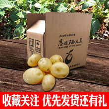 现挖恩施富硒小土豆新鲜迷你黄心农家自种洋芋马铃薯应季蔬菜批发 【精品】硬币左右大小 高山小土豆5斤装