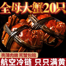 【活蟹】臻佳肴大闸蟹礼盒装 现货全母鲜活螃蟹 苏州六月黄大闸蟹超大活体生鲜 全母蟹2.3-2.6两 12只装