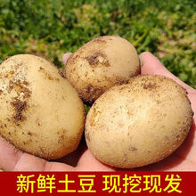 新鲜黄心土豆大马铃薯黄皮洋芋本地现挖小土豆蔬菜3/5/10斤 5斤
