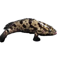 海捕石斑鱼海鲜水产鲜活冷冻带鱼马鲛鱼黄花大深海鱼 2000克大石斑鱼1条