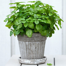 寿禾柠檬薄荷种子可食用阳台盆栽种籽菜籽 柠檬薄荷种子300粒/袋