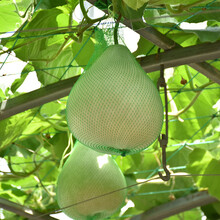 菜葫芦圆瓢芦种子甜葫芦可食用做瓢老品种春夏季蔬菜种籽观赏爬藤 菜葫芦10粒