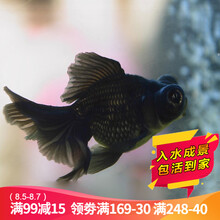 云峰海瑞 观赏金鱼 冷水鱼 观赏鱼金鱼 活体锦鲤鱼活体鱼 淡水鱼 黑龙眼7-9厘米2条（颜色随机）