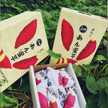 梓乐果 日本品种安纳芋匠坊 蜜芋精选果5斤装粉糯香甜新鲜富硒红番薯 礼盒装 4.5斤