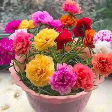 磐阙 上新重瓣太阳花苗带花苞盆栽室内外阳台庭院四季开花宿根绿植物死不了新品 不含盆 重瓣混色30棵无根【特价款限30份】