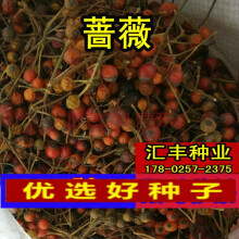 日本无刺蔷薇种子 商品搜索 京东