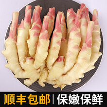 生姜新鲜姜芽5斤现挖红芽小黄姜老姜糖醋姜 1500g