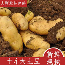 黑龙江土豆10斤 2021上市软面黄心大小洋芋马铃薯 新鲜先挖 (净重10斤)精选特大土豆