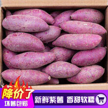【香甜粉糯】沙地紫薯新鲜现挖番薯蔬菜5斤10斤地瓜 净重5斤中果