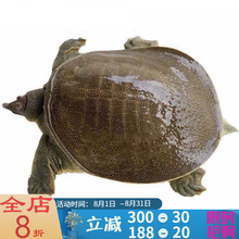 外塘大甲鱼活体生态王八中华鳖鲜活老鳖 2.2-2斤老鳖