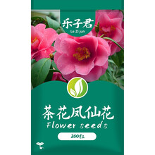 乐子君 重瓣凤仙花种子花种籽四季易活花草种子茶花凤仙花种子指甲花易种的阳台盆栽绿植庭院花种子 茶花凤仙花种子 2克约200粒