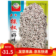 凤鸣雅世  甜高粱种子八棵杈好吃高粱种子酿酒高粱种籽红缨子高产矮杆抗旱大田甜五谷杂粮孑红高粱种籽 八棵杈好吃高粱种子500克Vip价