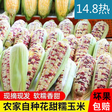 (闪电发货)农家现摘现发新鲜甜糯玉米8斤5斤3粘黏香甜糯玉米棒 5斤现摘