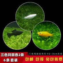 豆乐奇 胎生鱼 玛丽球鱼 热带鱼 观赏鱼 淡水鱼 活体鱼 宠物鱼 玛丽鱼 宠物活体 熊猫鱼 丽丽曼龙 三色玛丽鱼6条