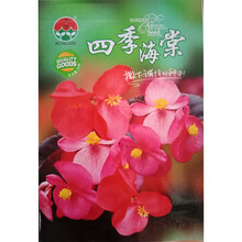 民汇园 四季海棠种子 花卉种子 蚬肉秋海棠 玻璃翠 四季盆栽花卉30粒