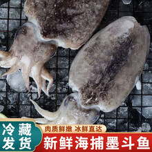 【冷藏发货】新鲜墨鱼鲜冻鲜活大墨鱼超大鲜墨斗鱼 米金船卡 2斤装