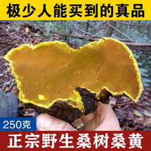 桑黄野生金边桑树桑黄250克特级灵芝孔菌非西藏500g