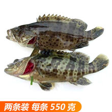 海捕石斑鱼海鲜水产鲜活冷冻带鱼马鲛鱼黄花大深海鱼 550克2条送1条 活冻