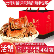 【活蟹】【公母对蟹】阳澄西湖大闸蟹鲜活现货生鲜螃蟹类海鲜水产礼盒装 公：3.0两+母：2.0两（4对）