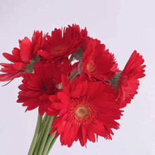 云醉花 云南昆明鲜花基地直发真花非洲菊扶郎鲜花水养家用客厅办公室鲜花速递 红色 18 +2枝防损